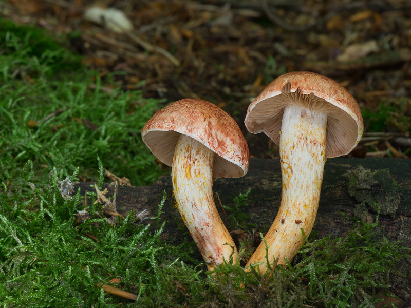 Cortinarius bolaris